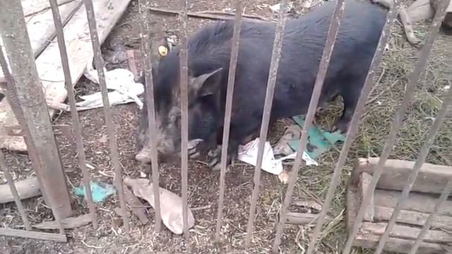 Наши вьетнамские свинки кушают траву смотреть онлайн