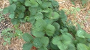 Вима Ксима клубника. Поздний сорт с очень вкусной ягодой