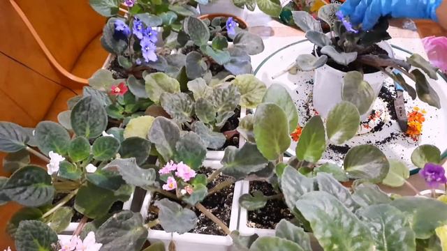 🪴🌺ФИАЛКИ.Как ухаживать чтобы цвели и радовали.🪴🌺Bənövşə güllərinə qulluq və baxım🪴🌺 смотреть онлайн