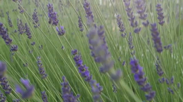 【100% 無廣告，輕鬆薩克斯音樂】 深度睡眠，放鬆音樂，治愈音樂，按摩音樂，搖籃曲，治愈音樂，薩克斯音樂，波音，鋼琴音樂，輕音樂，輕音樂，BGM，純音樂，鋼琴音樂，燈光音樂 смотреть онлайн