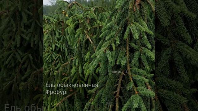 Ель обыкновенная Фробург смотреть онлайн