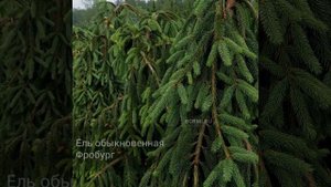 Ель обыкновенная Фробург