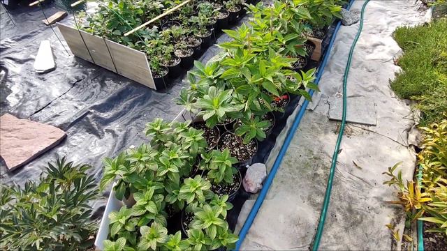 Гортензия метельчатая🌺 Обзор саженцев🌺 Продажа 🌺 12.09.2023 смотреть онлайн