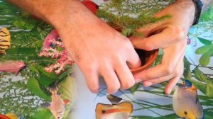 Как вырастить ёлку дома?