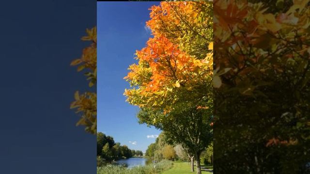 осень осень лес остыл и листья сбросил песня смотреть онлайн