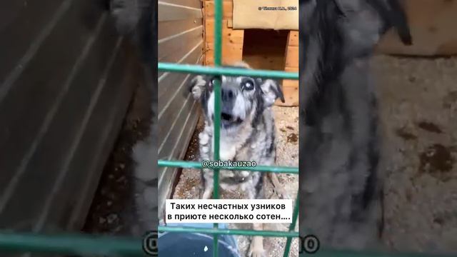 Серый пес ждет хозяина в приюте более 13 лет….он уже слепнет