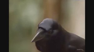 ТОП 10 фактов из жизни животных, о которых вы точно не знали