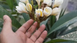 الياسمين الهندي الفتنة Plumeria alba شجيرة تتحمل اقسى الظروف الجوية من ارتفاع درجة الحرارة و عطرية