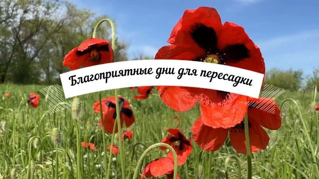 Лунный календарь комнатных растений на ИЮНЬ 2022. Благоприятные и неблагоприятные дни.