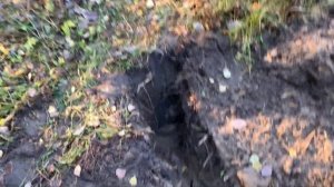 Откапываем медный кабель в лесу. часть 1