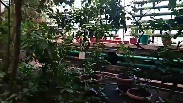 Алматы.Алматинский  Ботанический сад. Оранжерея!что внутри оранжереи ?