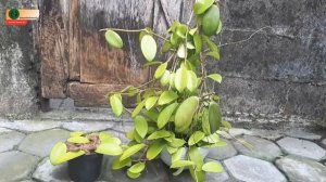 organic farming of hoya diversifolia | orchid care hoya | root propagation GreenOnGreenTV