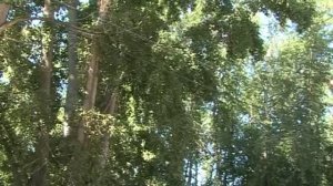 листья тополь