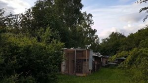 Почтовые голуби. Тренировка посадки по сигналу.