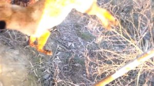 Лиса в петле возле норы,охота +на лису.Fox in the loop near the hole.