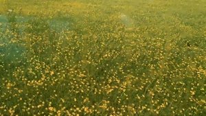 Самодельная дисковая борона