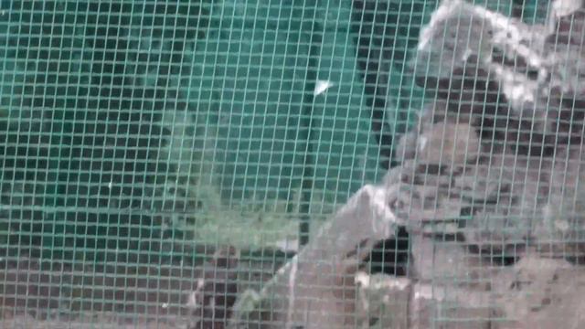 Кто в зоопарке ? СОВА И ... смотреть онлайн