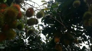 Rambutan (Red) Tree (Nephelium lappaceum)