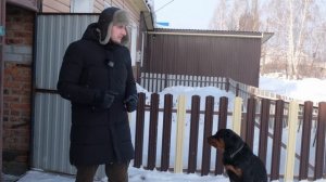 Зашёл чужой человек, РОТВЕЙЛЕР откусит ему руку. Охрана территории и дома.