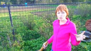 Как избавиться от тли на смородине