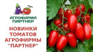 НОВИНКИ ТОМАТОВ АГРОФИРМЫ "ПАРТНЕР"