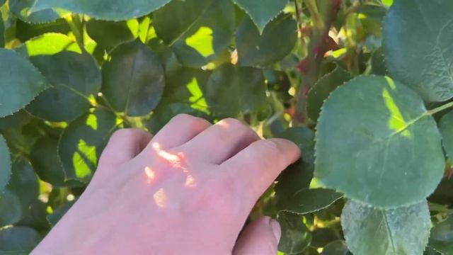 Распустились первые розы ?the first roses bloomed +SUB смотреть онлайн