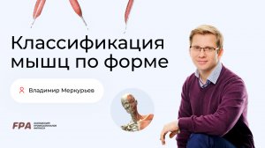 Классификация мышц по форме | Владимир Меркурьев (FPA)