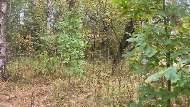 Грибы в Баболовском парке. Осень 2023 год. Разговоры в лесу. смотреть онлайн