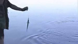 Диалоги о рыбалке. Едем ловить чехонь на Волгу