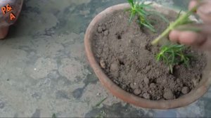 Grow Portulaca/Rose Moss Very Simple By Cutting (Easy Method)