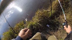 Как ловить на пенопласт сорогу, ельцов (пенопластовые шарики), отличный клёв !!  река Иня