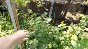 Бассейн нас обманул😍🏊Пришла жара🌞 Мариную огурцы🥒🥒🥒 Черешня поспела🍒🍒🍒Домик на Кубани🏡