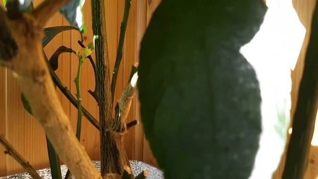 Последствия подсветки лимонов и других цитрусовых растений. смотреть онлайн