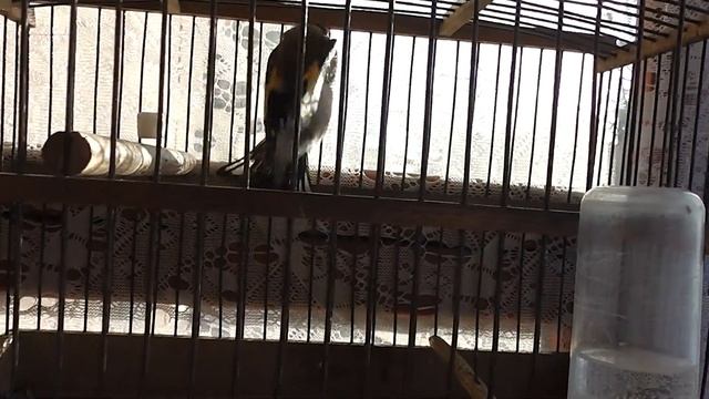 Канарейки. В гостях у Сергея Ивановича. смотреть онлайн