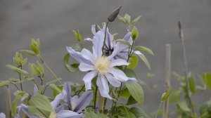 Clématite Star River® 'Zostarri' by clematite.net - Spécialiste des plantes de jardin