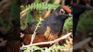 Грибные птицы.Птицы,которые находят самые дорогие грибы а мире.