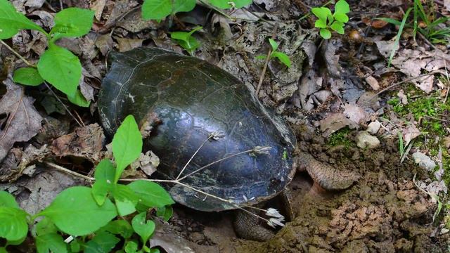 Wild Painted Turtle Laying Eggs (I felt so protective!) | KNOW #43 смотреть онлайн
