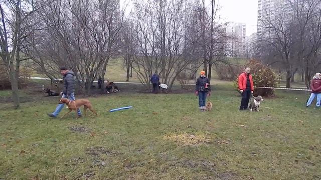 Показательные выступления 09.11.2019. СДП "Северное Бутово" смотреть онлайн