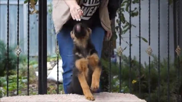 немецкая овчарка щенок девочка 2,5 месяца Уфа и Олька 19102019 смотреть онлайн