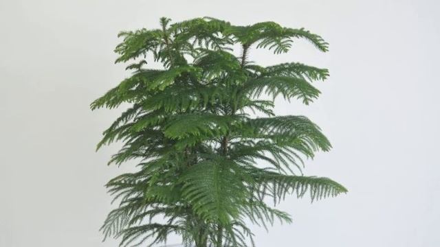 Эти Хвойные Растения отлично украсят ваш интерьер смотреть онлайн