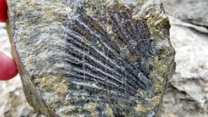 Окаменелости ущелья Кара-Кишла.