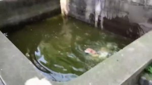 Приколы с котами! Смешные коты с ОЗВУЧКОЙ! СМЕШНЫЕ ЖИВОТНЫЕ 2022! Тест на психику – Доми шоу.mp4