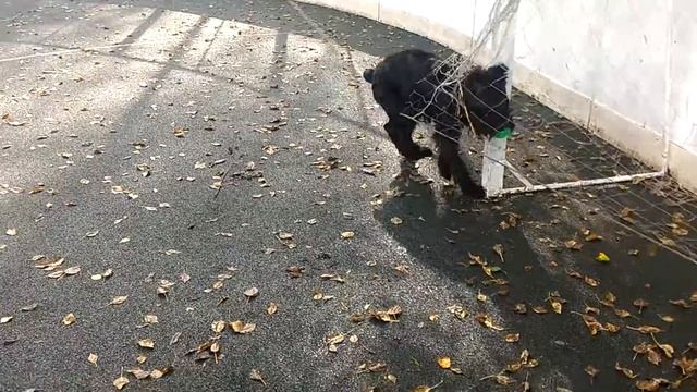 Собака запуталась в сетке ворот 2 смотреть онлайн