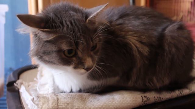 Утро наших животных  Одноглазый Пиратик! Лучик в новой клетке.