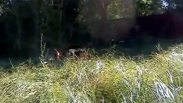 Two shepherd dogs for a walk. Две овчарки на прогулке. смотреть онлайн