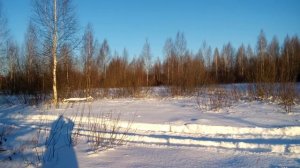 Загонная охота на лося