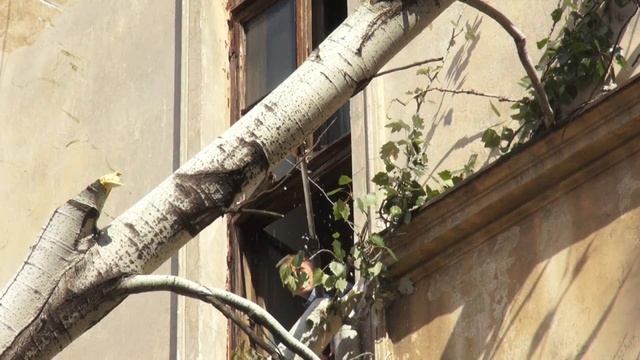 Упавшее Дерево на Мечникова смотреть онлайн