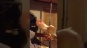 ПОПУГАЙ ОРЁТ В ГОЛОСИНУ