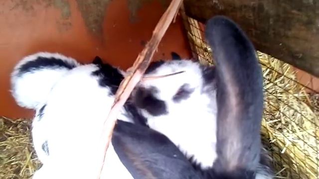 Разница между засранцами и кроликами чистюлями смотреть онлайн