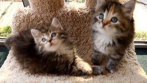 Купить сибирского котёнка - видео 5